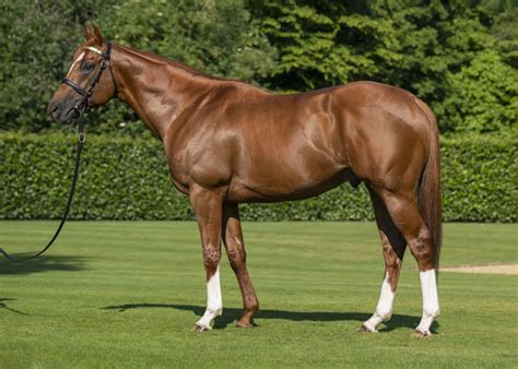 apobfs|Juddmonte Stallions Homepage.